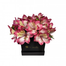 Alstroemerias en Box Cartera Tu Jardin