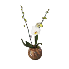 Planta de Orquidea en Bocha de Vidrio