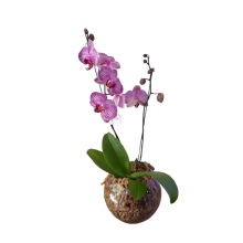 Planta de Orquidea en Bocha de Vidrio